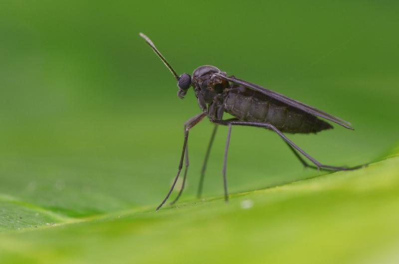 close up of a gnat on a green leaf