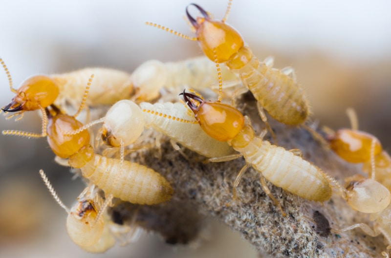 Close up of termites