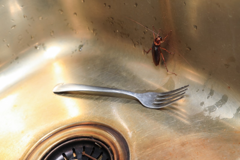 cockroach sitting in a sink next to a fork