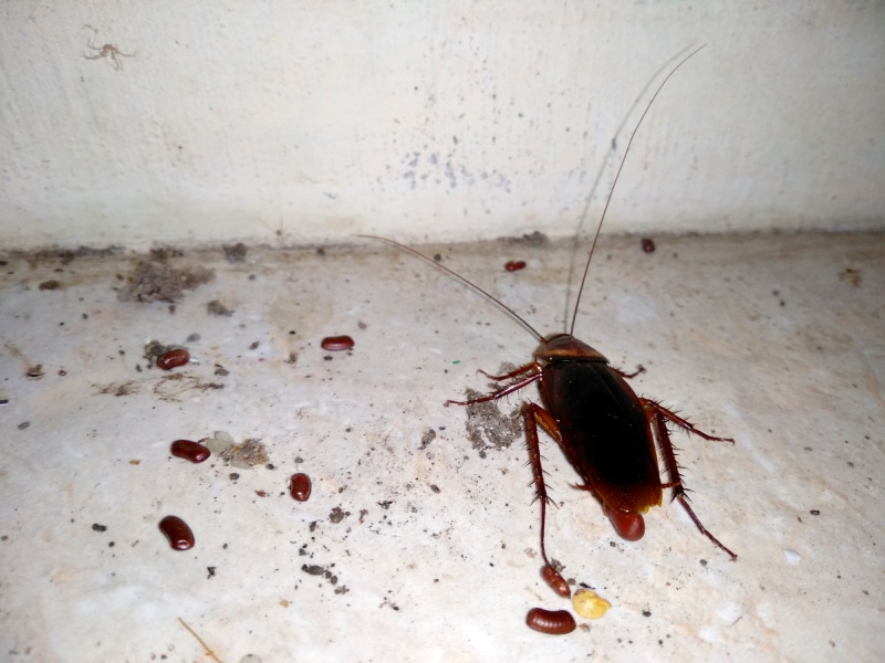 cockroaches laying eggs on the floor