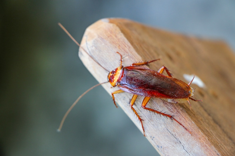 Cockroach crawling on a piece of wood