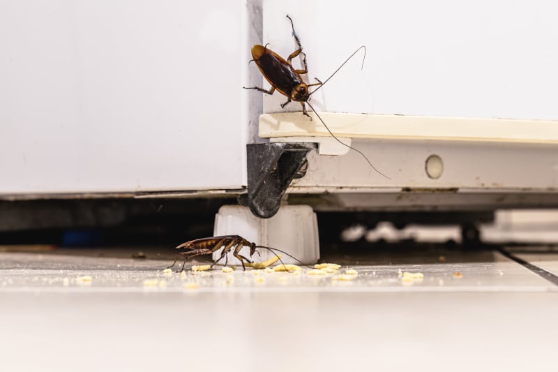 Two large cockroaches gathers around the base of a white appliance eating yellow crumbs.