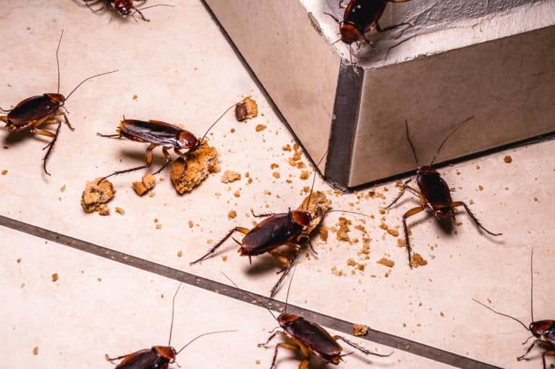 An infestation of cockroaches eating food crumbs at night on the floor of an apartment.