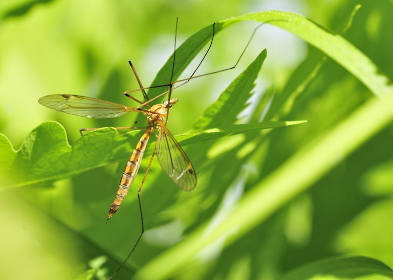 A crane fly perched on a plant leaf.