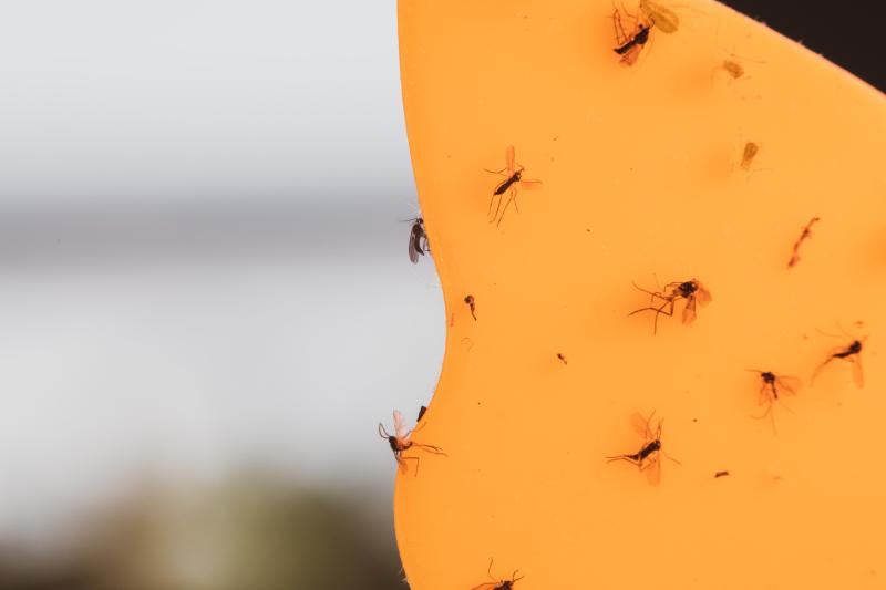 gnats on orange fly tape