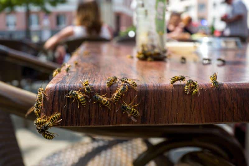 Several yellow-jacket wasps swarm on the edge of a wooden bistro table on a restaurant patio.