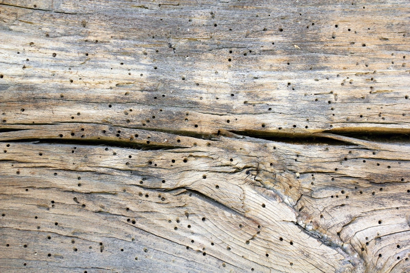 holes in wood from powderpost beetle