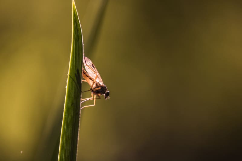 Midge on a blade of grass glows in the back light