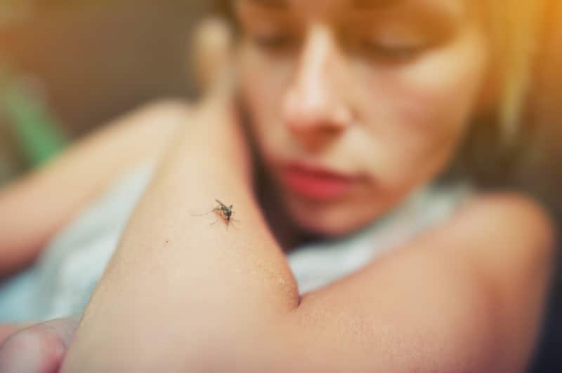 Mosquito sits on human skin.