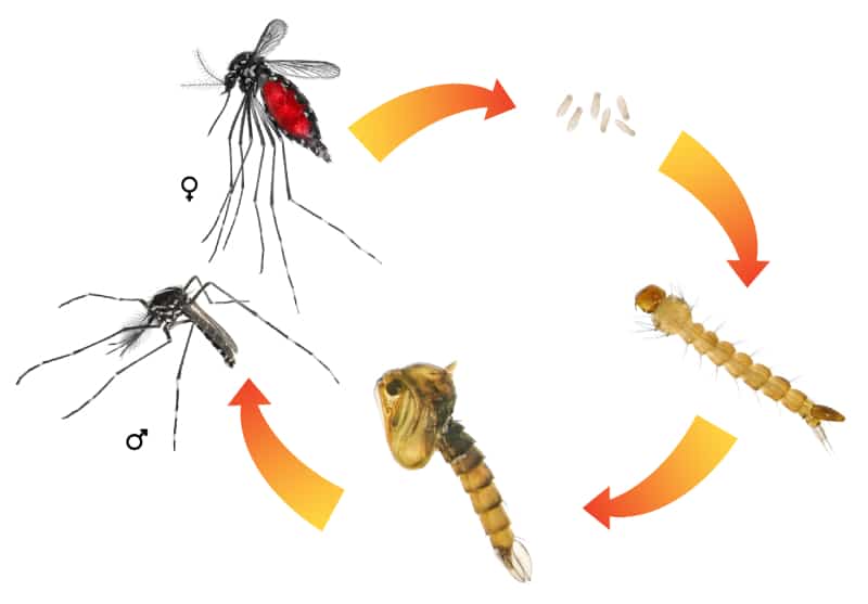 mosquito life cycle illustration