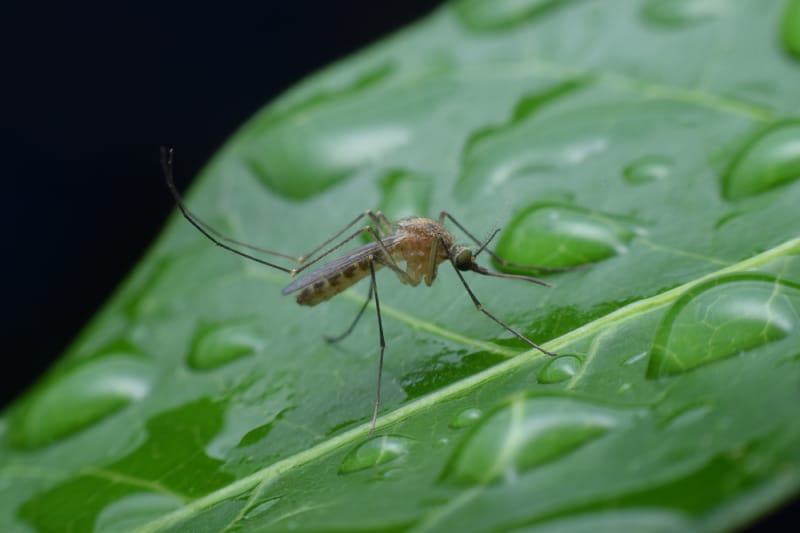 Culex mosquito on green leaf with water drop.