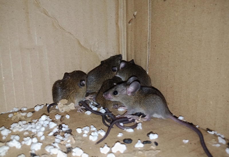 nest house rats