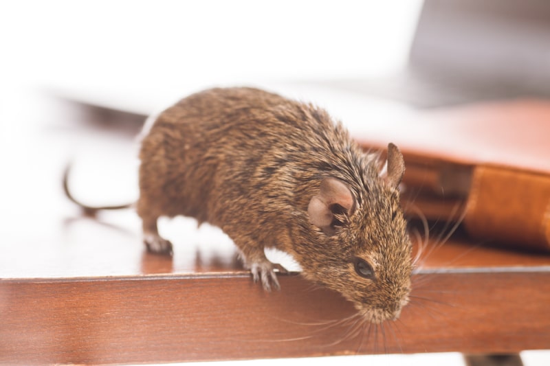 rodent on desk looking at floor