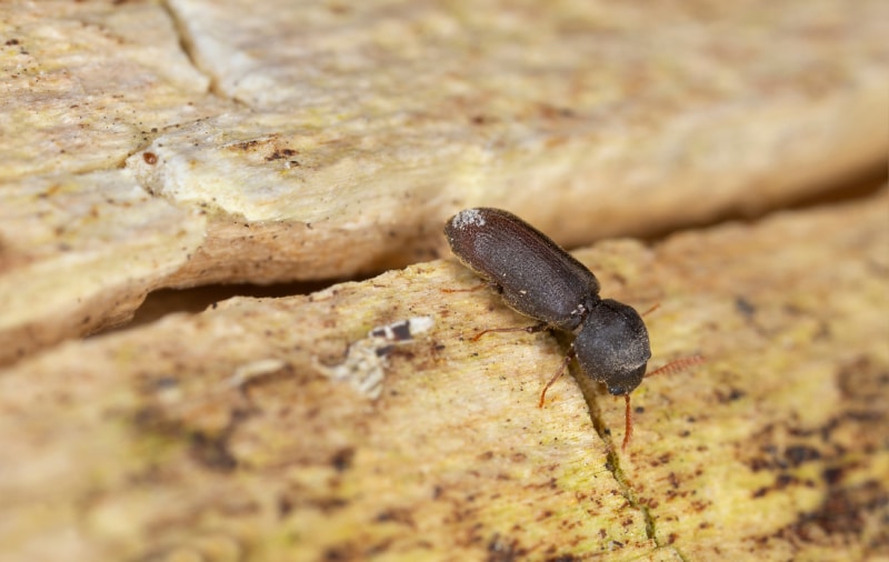 Close up of a powderpost beetle