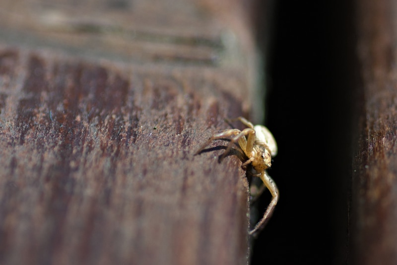 Small spider on the front porch