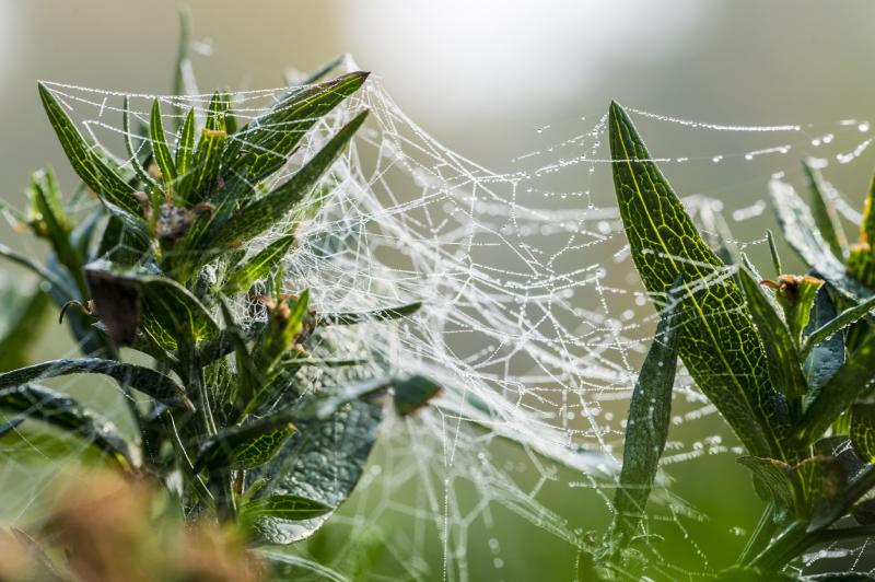 spider webs across plants