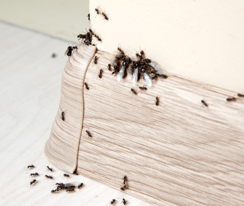 Swarm of ants in the house on the baseboards and wall angle