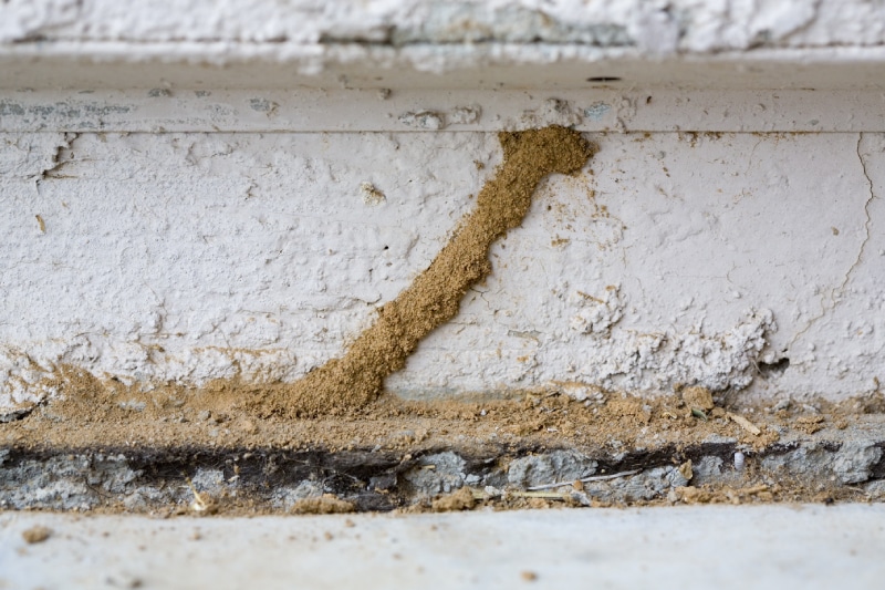 Close-up of termite moisture tube nesting in the ground and the frass they produce