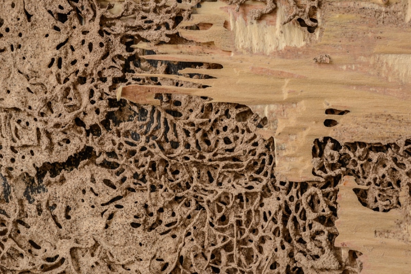 background and texture of nest termite at wooden wall