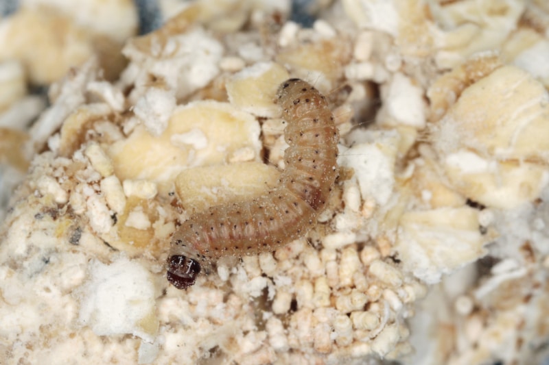 A warehouse moth larva, also called an almond moth, feeds on stored grains in a warehouse crate.