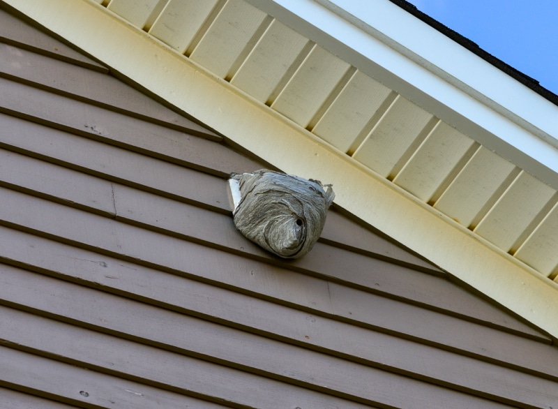 A large wasp hornet nest is affixed to an exterior dryer vent cover on the eave of a wooden building