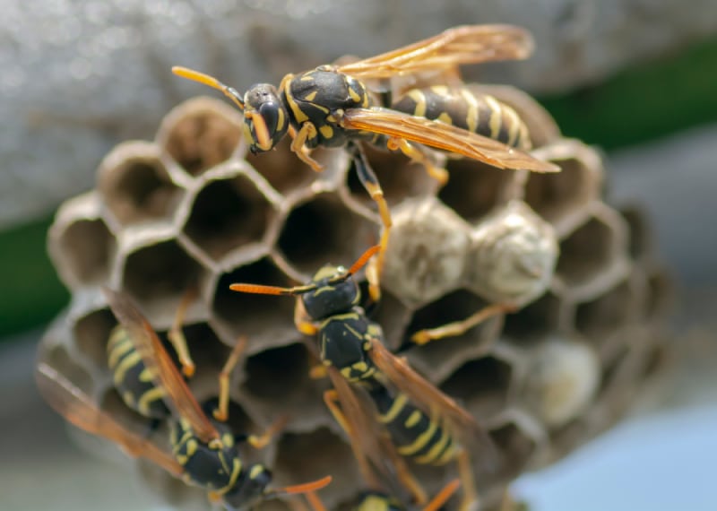 Wasps’ nests are made from wood and mud particles, and they construct these homes in places they feel protected, such as in dryer vents and beneath eaves.