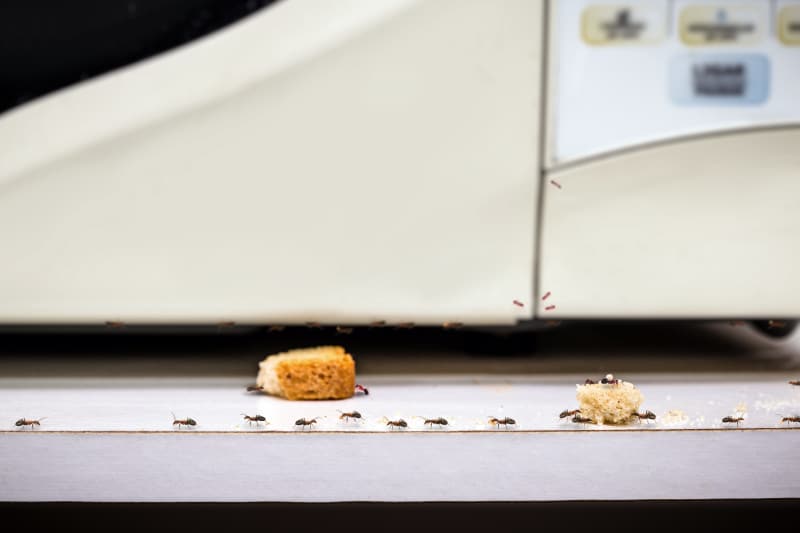 common red ants walking on food scraps near a microwave