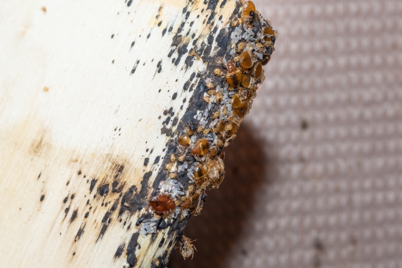 Bed bugs, Bedbug eggs, blood and larvae on a timber bed slate