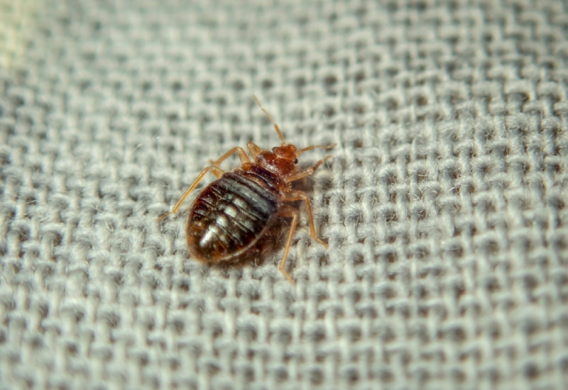 Bed bug crawling on the sheet