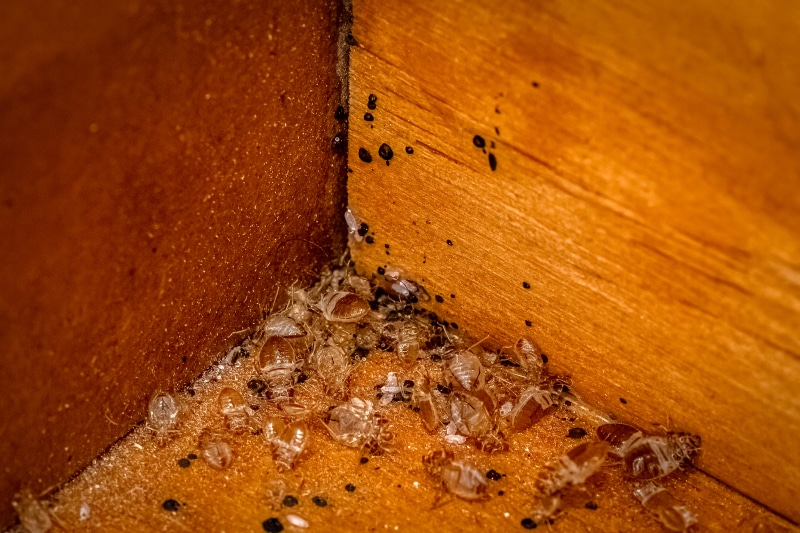 bed bugs with shells, casing, and feces in the bottom of a wooden dresser draw