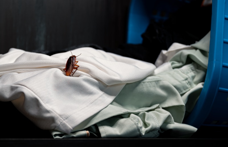 cockroach crawling on pile of clothes from basket