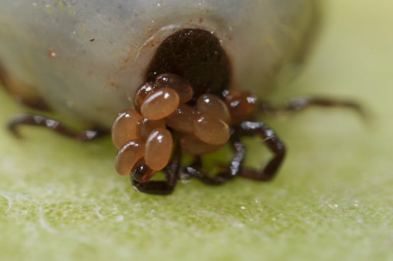 female tick carrying freshly laid eggs around with her mouth