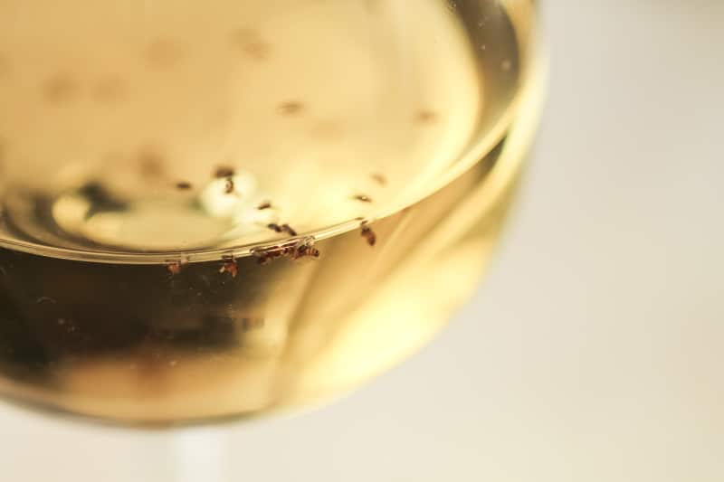 Fruit flies float in a glass of white wine