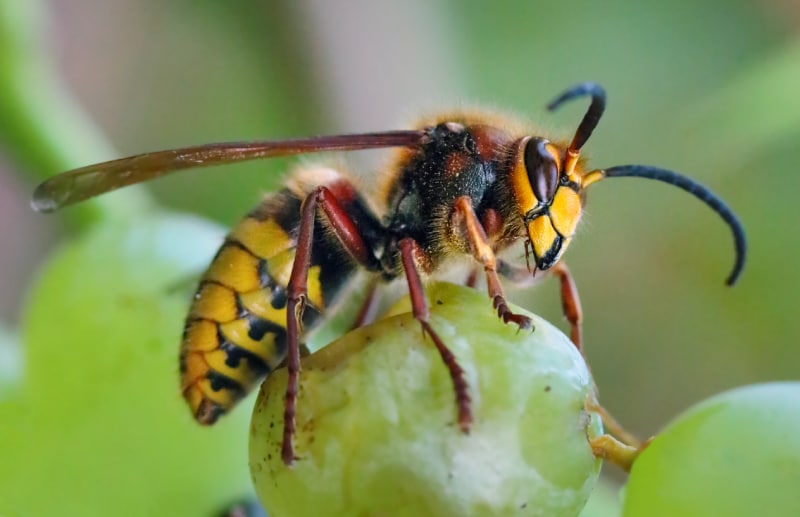 european hornet sitting on a green grape