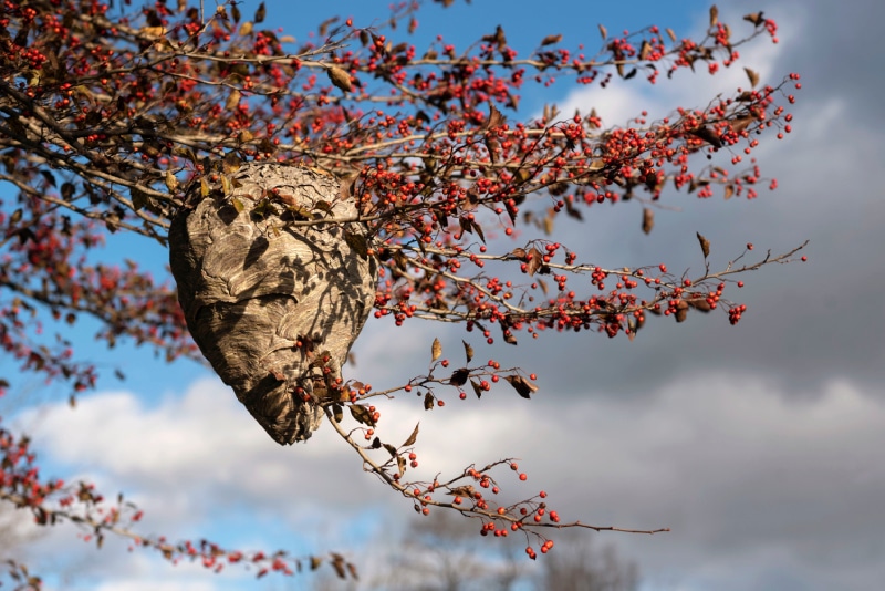 A large hornet’s nest sits within a tree branch. 