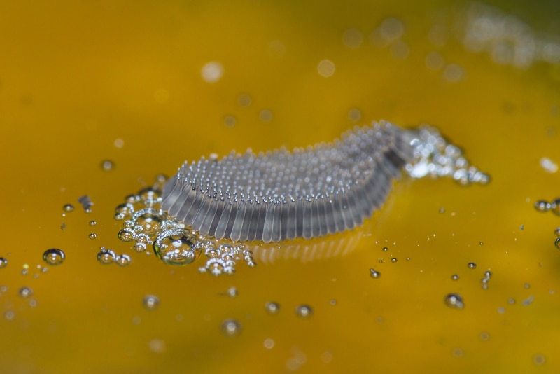 raft of mosquito eggs on a pond's surface