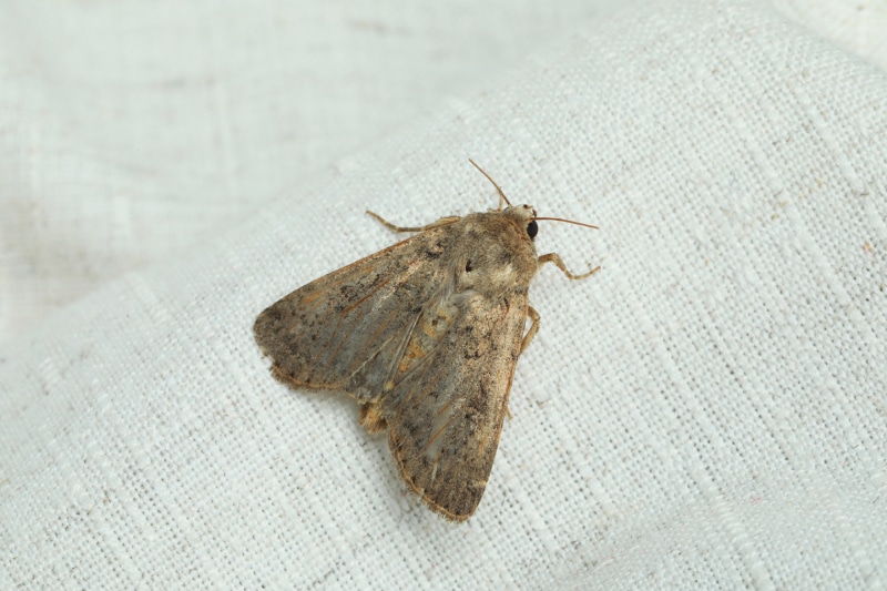 moth with pale mottled wings on white cloth