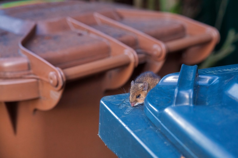 house mouse on a blue waste bin lid