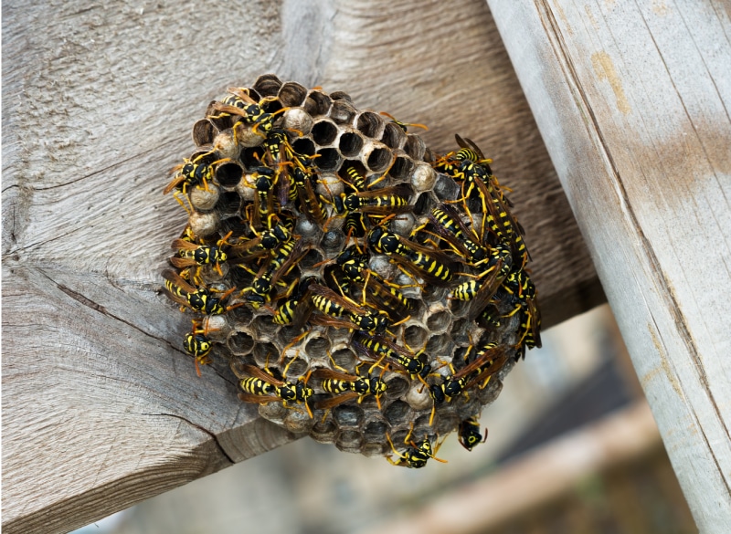 Paper wasp nest on wooden fence