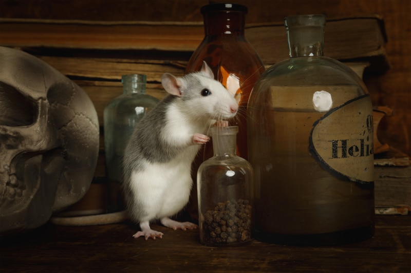 Little gray rat runs around in an old house among skull and old bottles