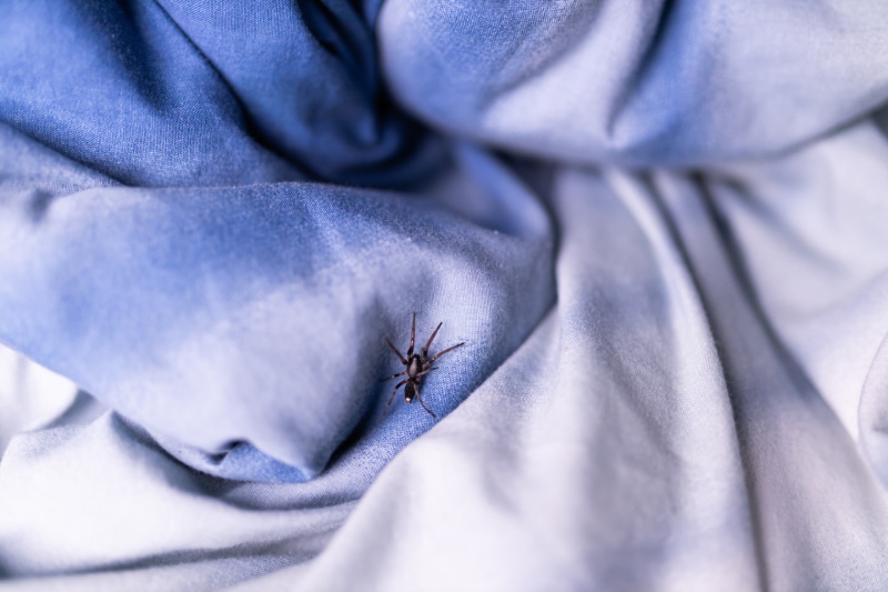 spider crawling on a blanket on bed