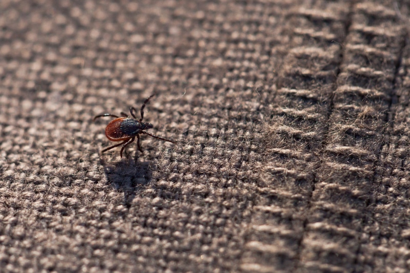 Close up tick crawling on a fabric