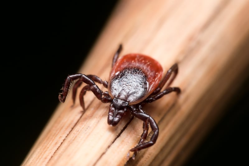 Close up photo of adult female deer tick crawling on piece of straw