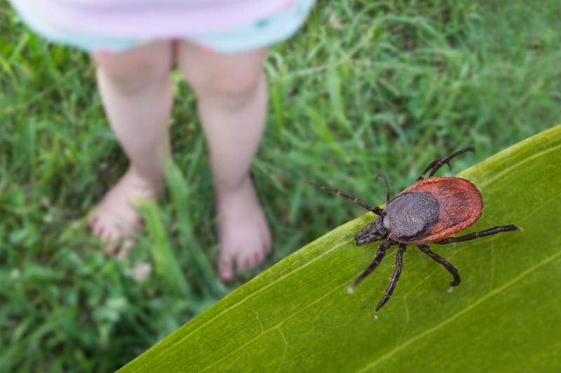 Bare child feet and deer tick in grassy yard