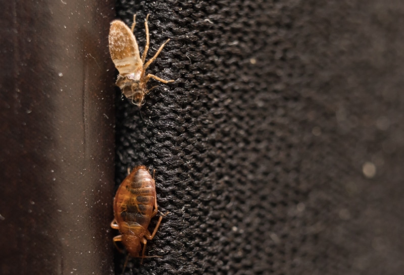 bed bug shedding skin on black fabric