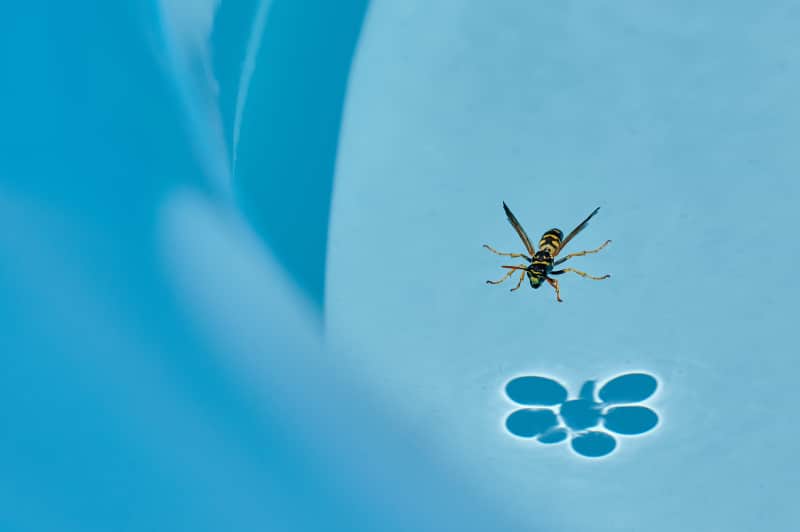 Close up of a wasp in summer where we can see how it perches on the stagnant water of a small pool and its shadow