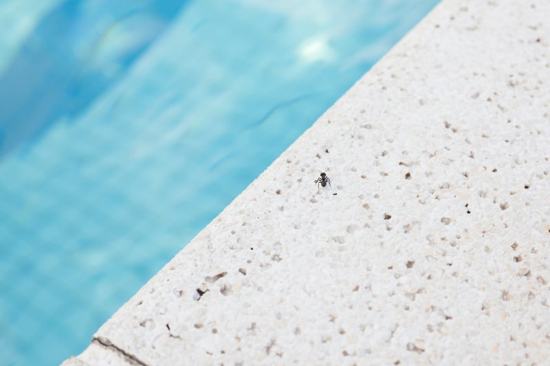 Black ant walking by the edge of a pool