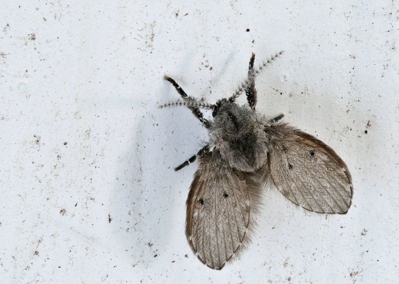 Close up of a drain gnat on a white background