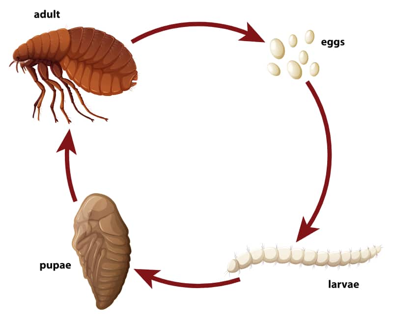 life cycle of a flea