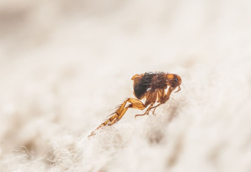 Close up of a flea on white fabric or fur